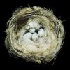 Go to record Nests : fifty nests and the birds that built them