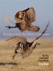 Go to record Booming from the mists of nowhere : the story of the great...