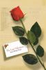 Go to record The last Valentine : a novel