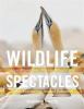 Go to record Wildlife spectacles : mass migrations, mating rituals, and...
