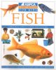 Go to record Fish