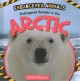 Go to record Endangered animals in the Arctic
