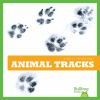Go to record Animal tracks