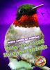 Go to record Ruby-throated hummingbirds