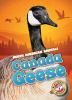 Go to record Canada geese