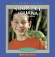Go to record Your pet iguana